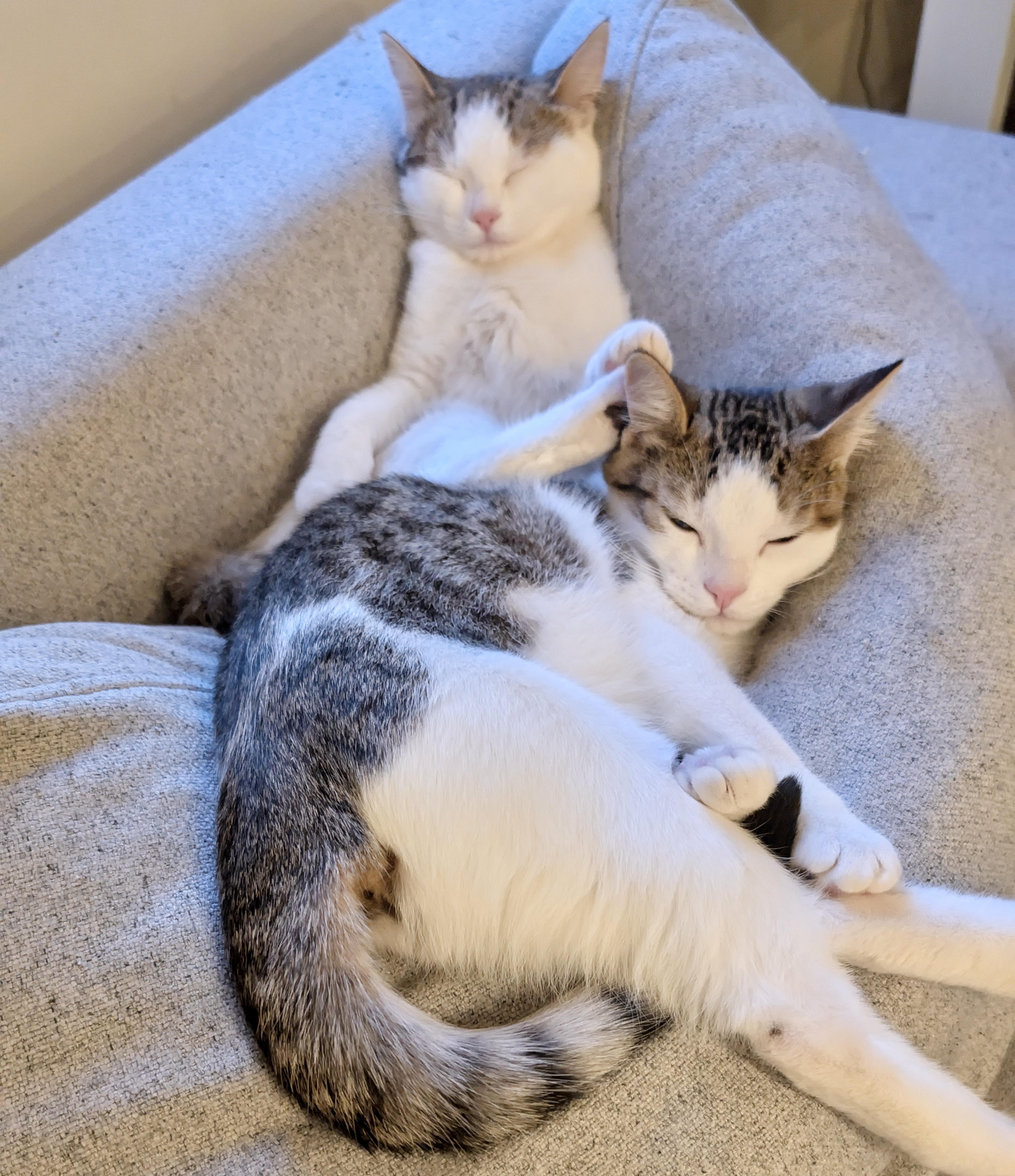 Enlarge Uno, an adopted mixed breed in Toronto, ON image 3/5