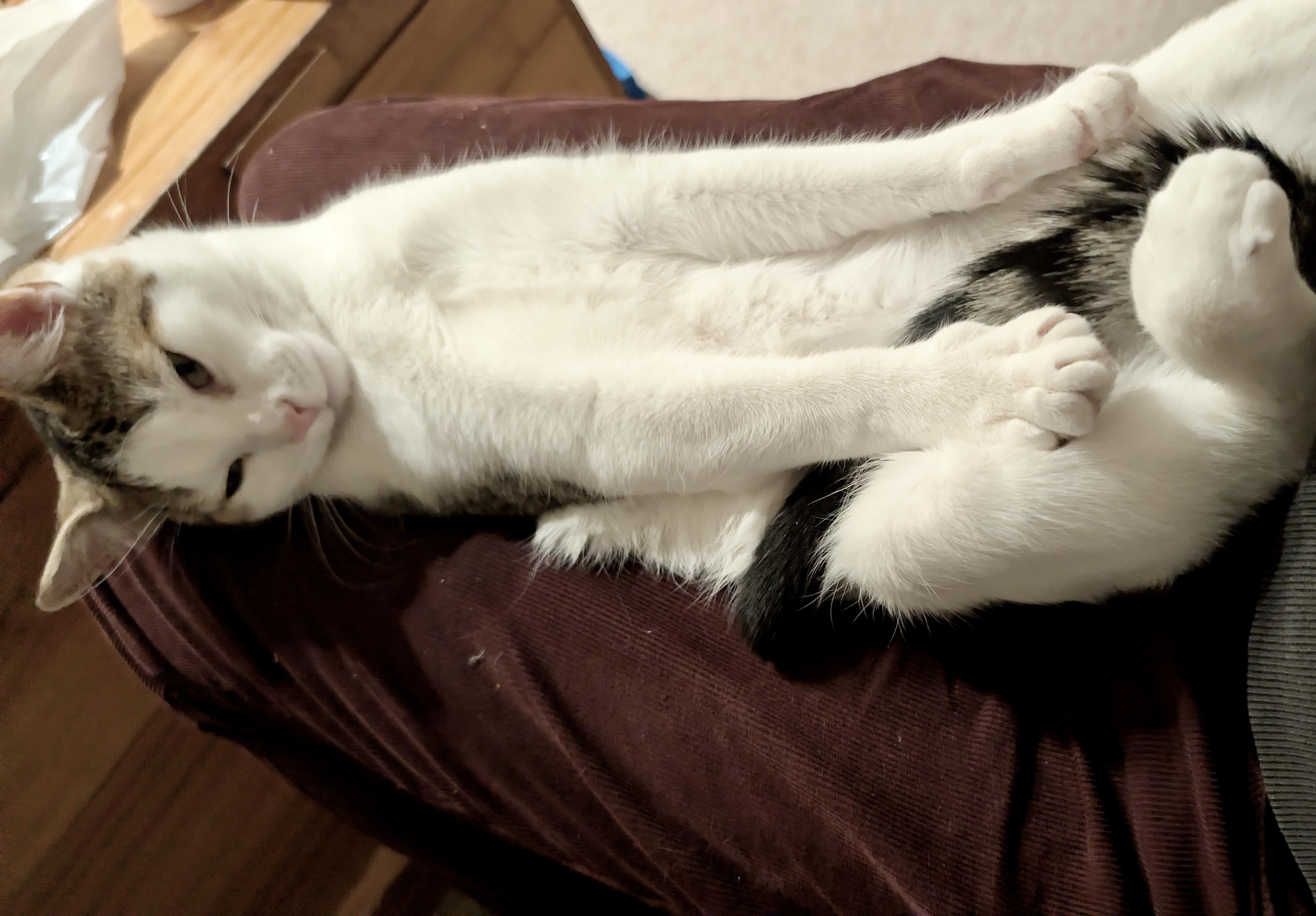 Enlarge Uno, an adopted mixed breed in Toronto, ON image 4/5