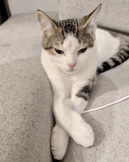 Enlarge Uno, an adopted mixed breed in Toronto, ON image 2/5