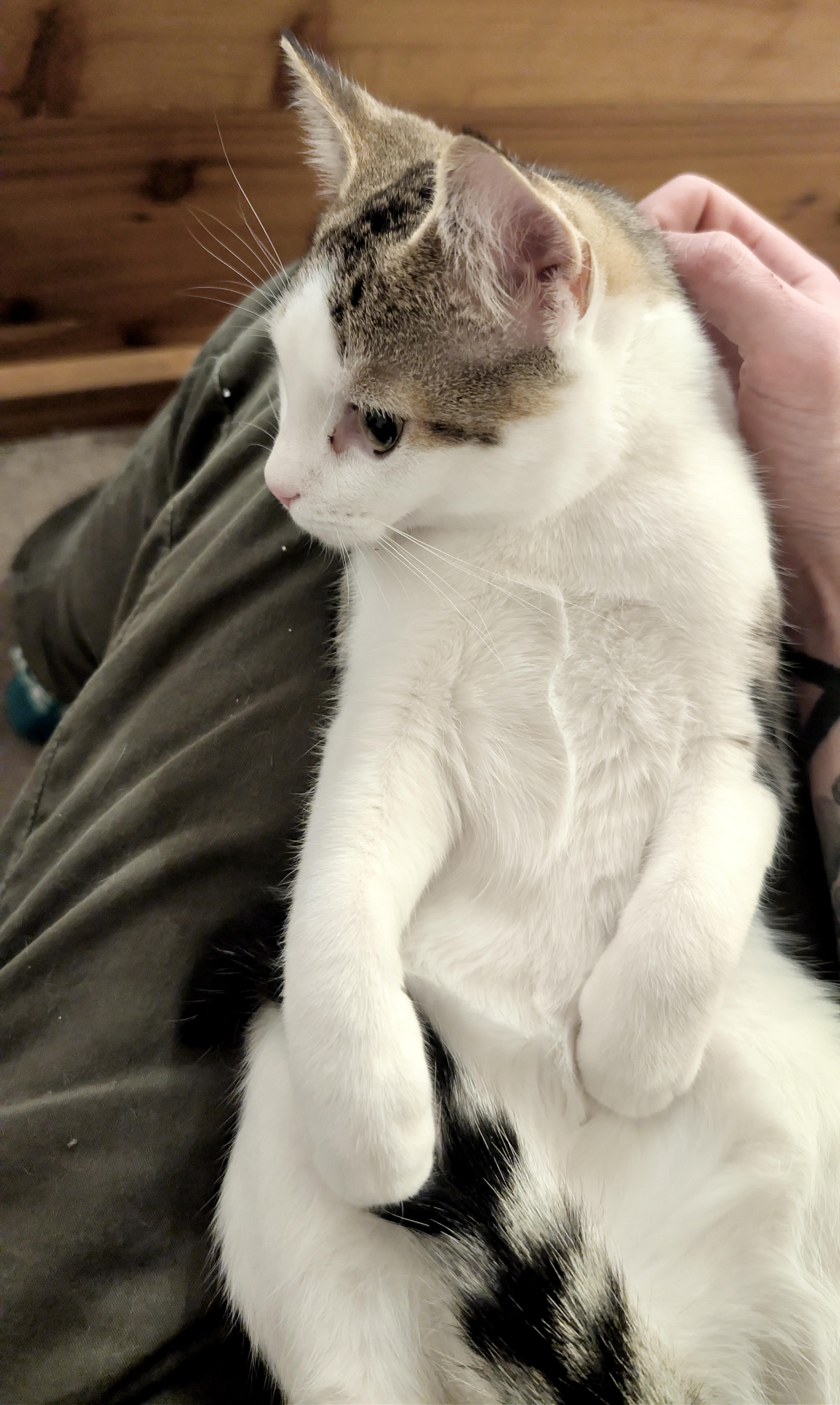 Enlarge Uno, an adopted mixed breed in Toronto, ON image 5/5