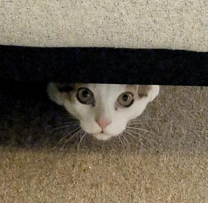 Enlarge Uno, an adopted mixed breed in Toronto, ON image 1/5