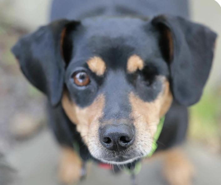 Enlarge Nuri, a Adoptable Dachshund in San Ramon, CA image 1/1