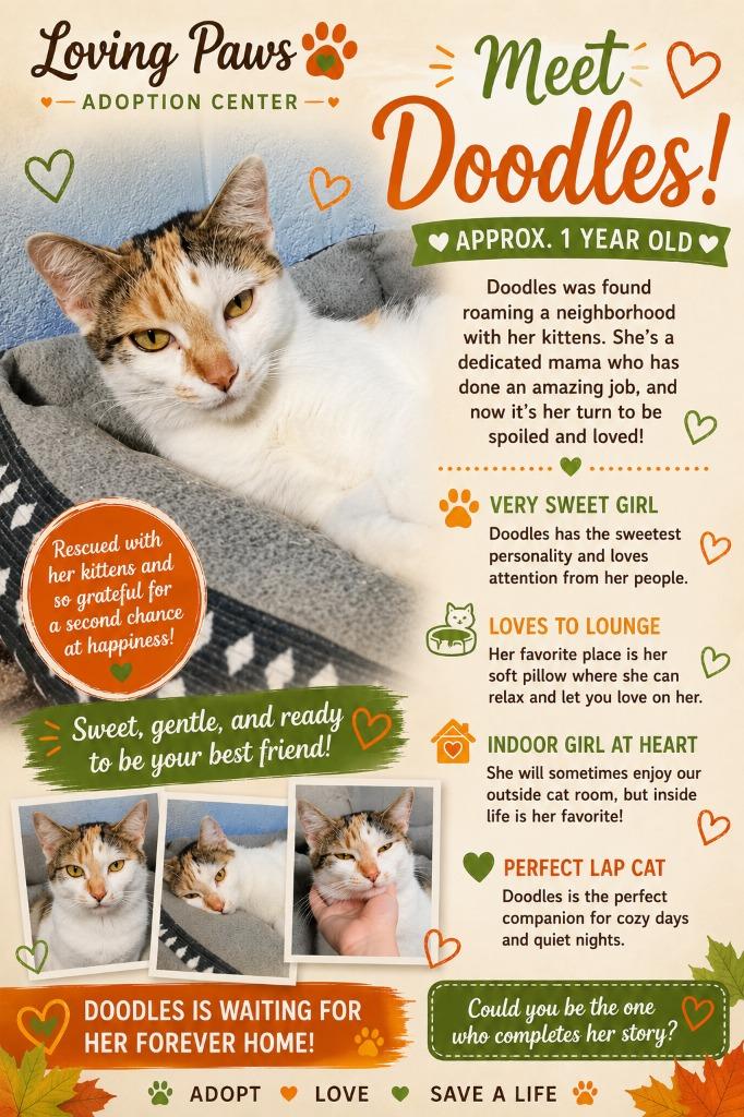 Doodles, Adoptable, Young Female Domestic Short Hair.