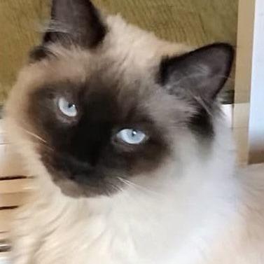 Jordan C6285, Adoptable, Adult Male Ragdoll & Domestic Long Hair.