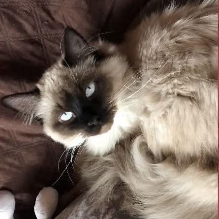 Jordan C6285, a Adoptable mixed breed in Princeton, MN image 2/3