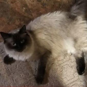 Jordan C6285, a Adoptable mixed breed in Princeton, MN image 3/3