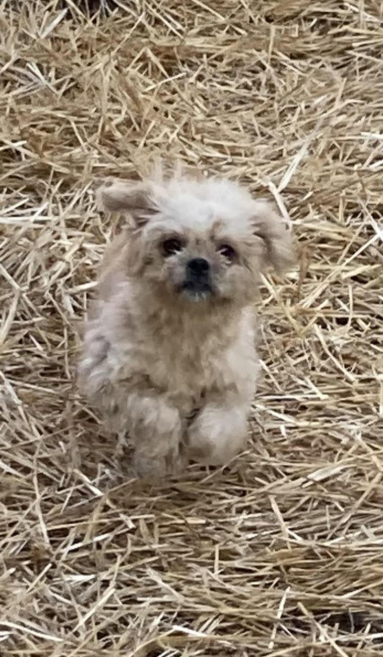 Enlarge Dusty, a Adoptable mixed breed in Silver Spring, MD image 2/3