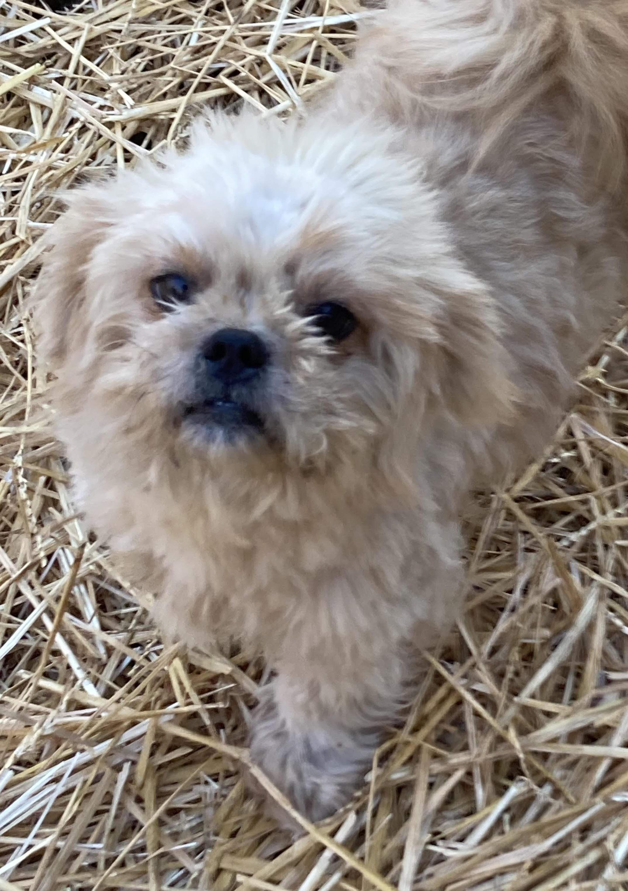 Dusty, Adoptable, Adult Male Pekingese & Poodle.