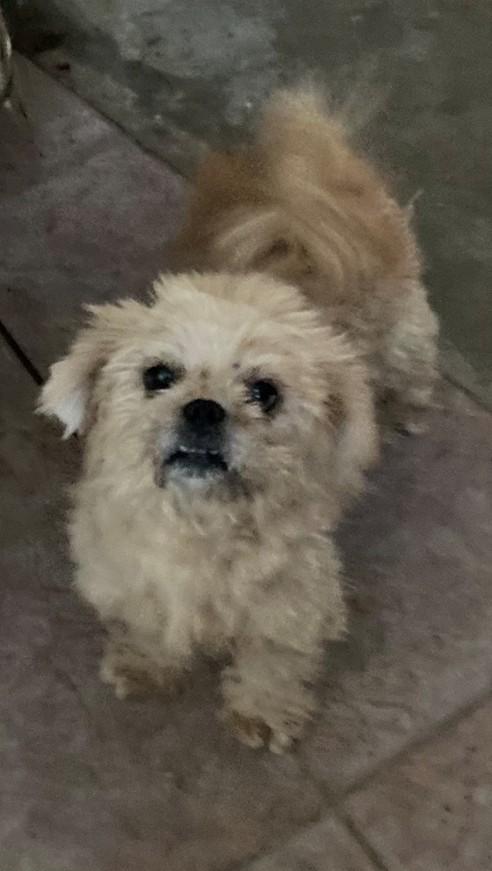 Dusty, adopted, Adult Male Pekingese & Poodle.