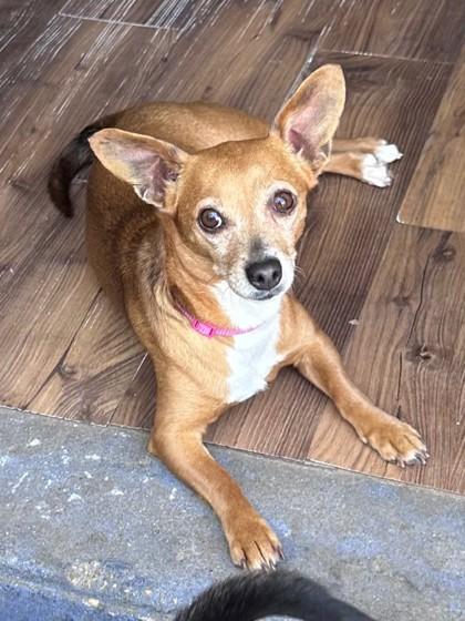 Enlarge Cricket 51700, a ADOPTABLE Mixed Breed in Oklahoma City, OK image 1/1