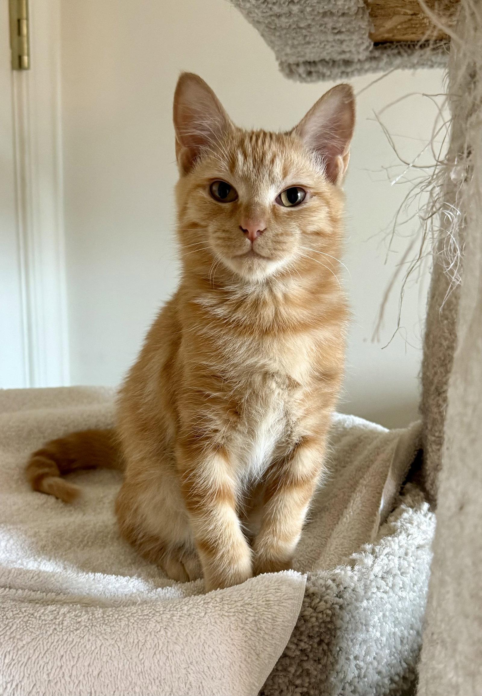 Pecan, Adoptable, Kitten Male Domestic Short Hair.