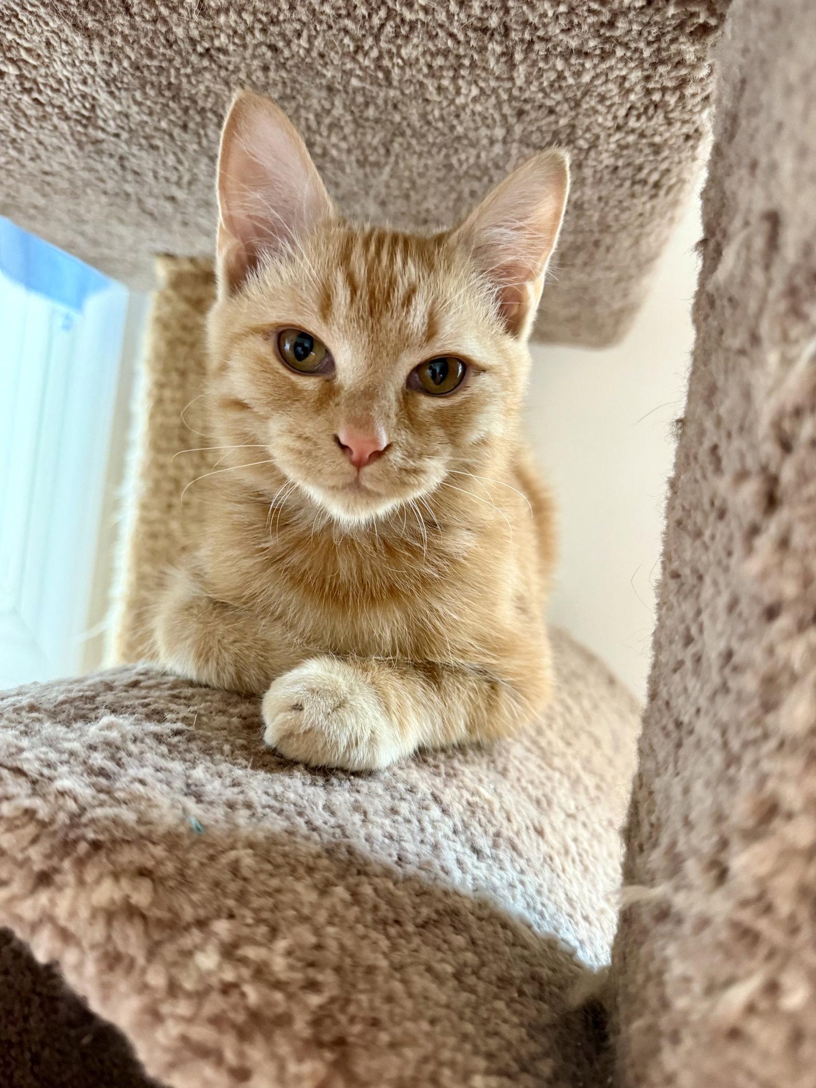 Enlarge Pecan, a Adoptable Domestic Short Hair in Leesburg, VA image 2/3