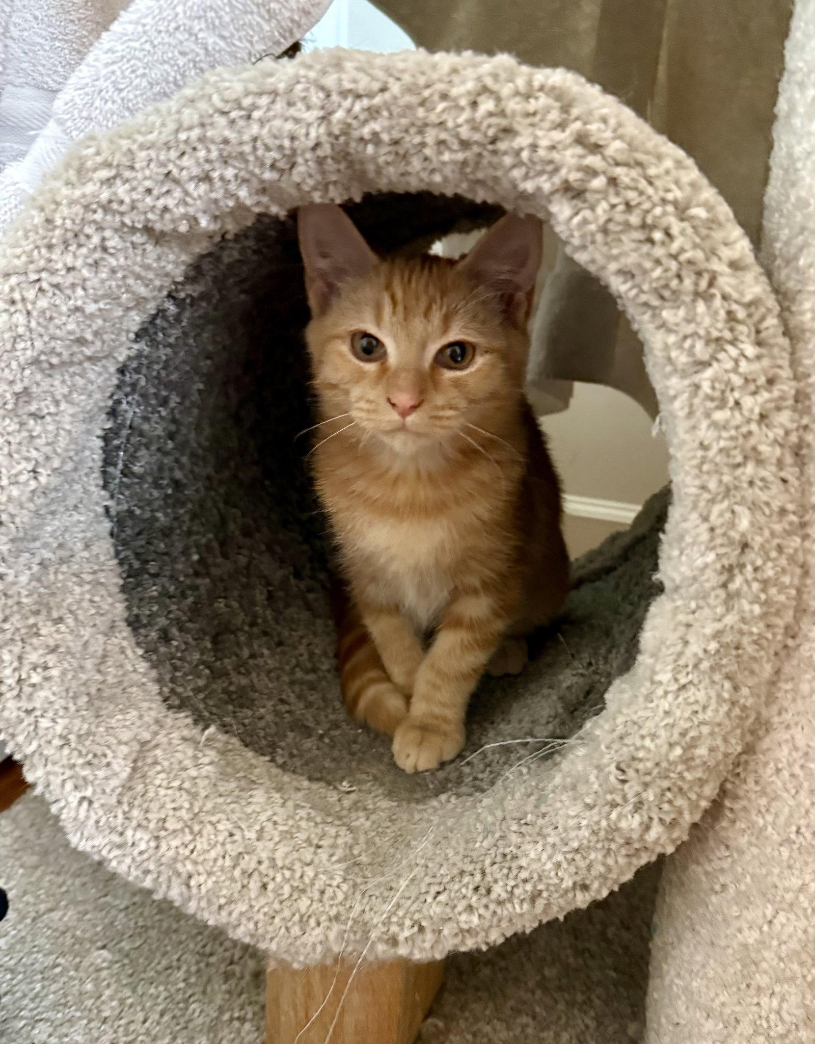 Enlarge Pecan, a Adoptable Domestic Short Hair in Leesburg, VA image 3/3