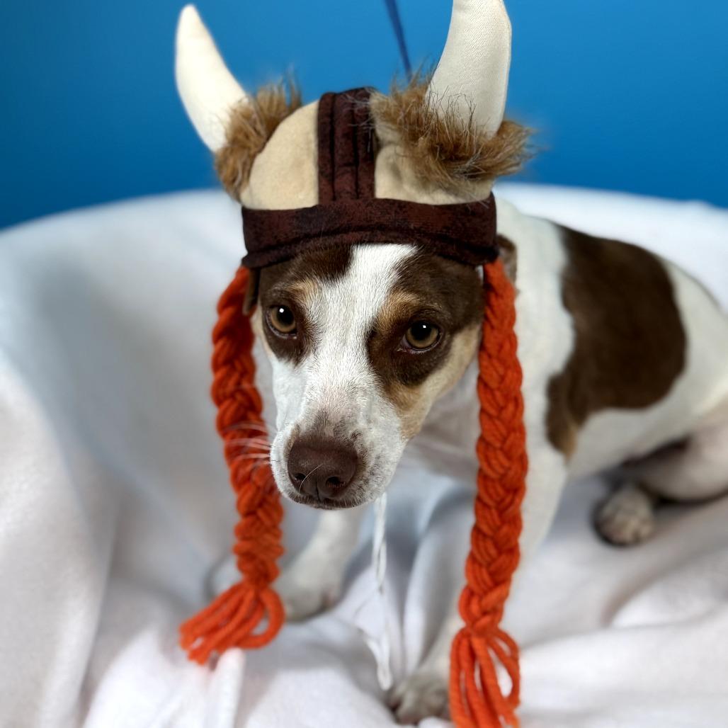 Maggie, Adoptable, Adult Female Rat Terrier & Mixed Breed.