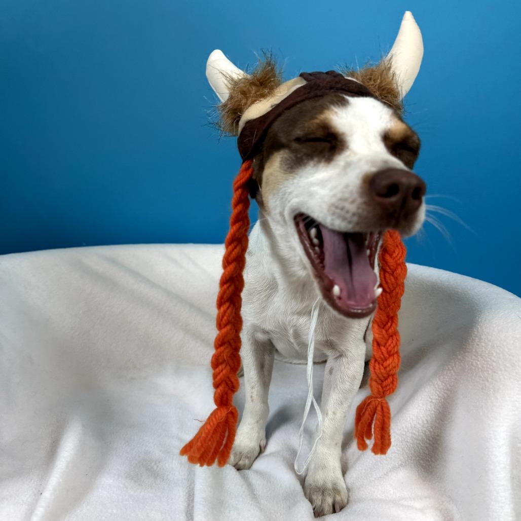 Maggie, a Adoptable mixed breed in Fresno, CA image 4/6