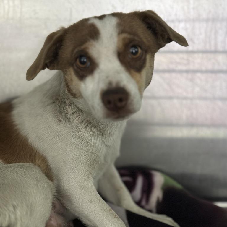 Maggie, a Adoptable mixed breed in Fresno, CA image 5/6