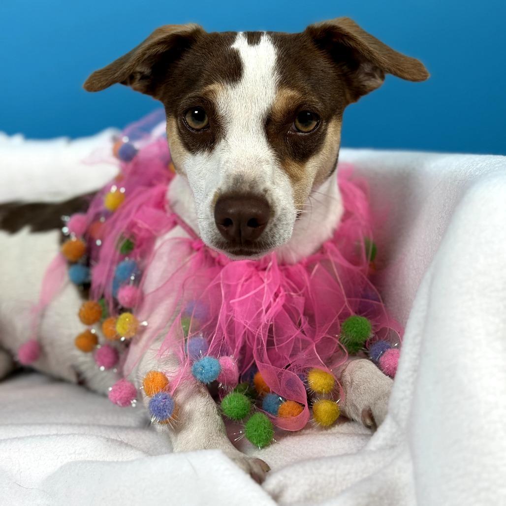 Maggie, a Adoptable mixed breed in Fresno, CA image 6/6