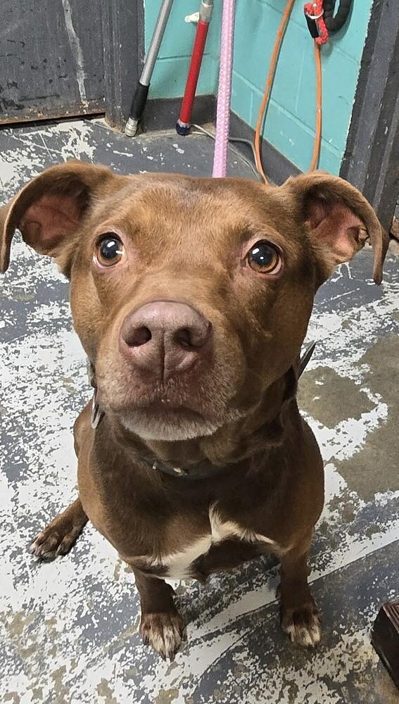 Enlarge Lady #15, a Adoptable mixed breed in New Lexington, OH image 1/1