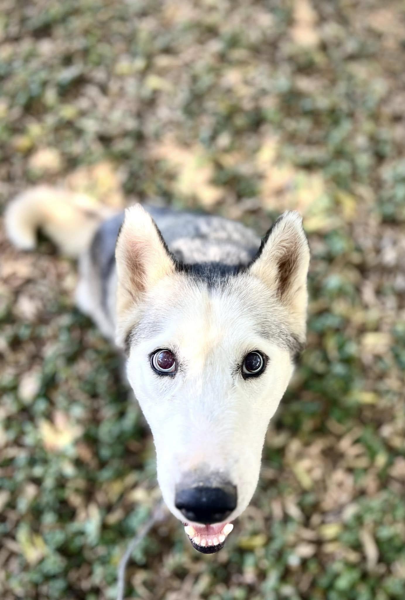 Enlarge Matilda, a Adoptable Siberian Husky in Itasca, TX image 2/4