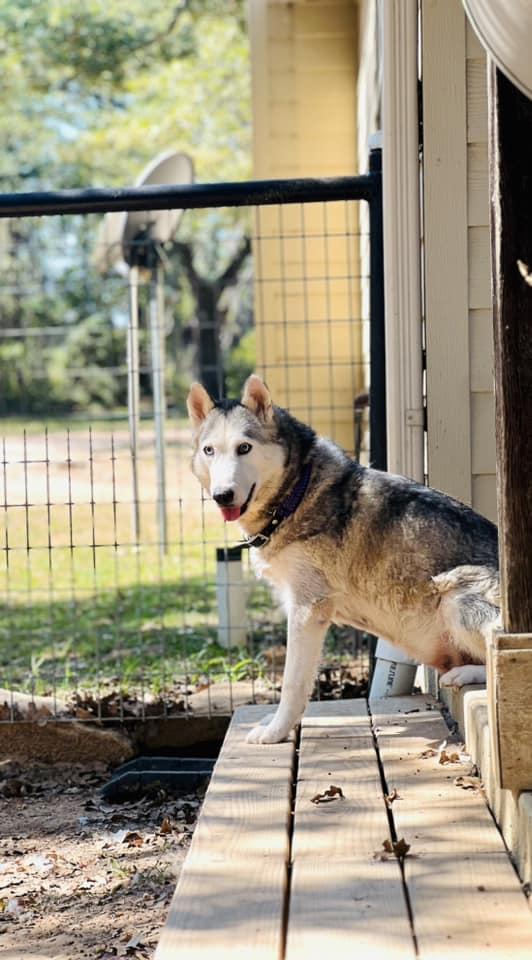 Enlarge Matilda, a Adoptable Siberian Husky in Itasca, TX image 4/4