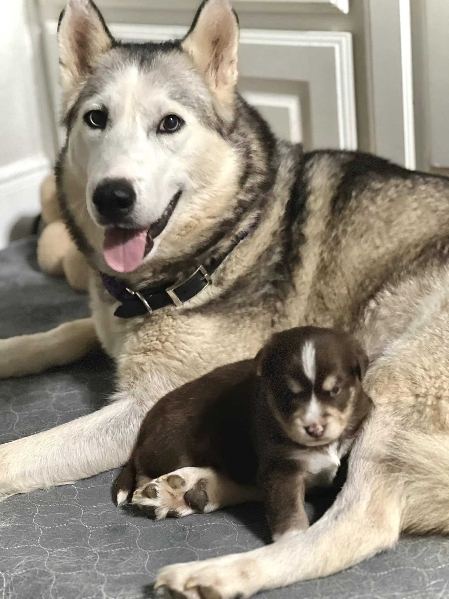 Enlarge Matilda, a Adoptable Siberian Husky in Itasca, TX image 3/4