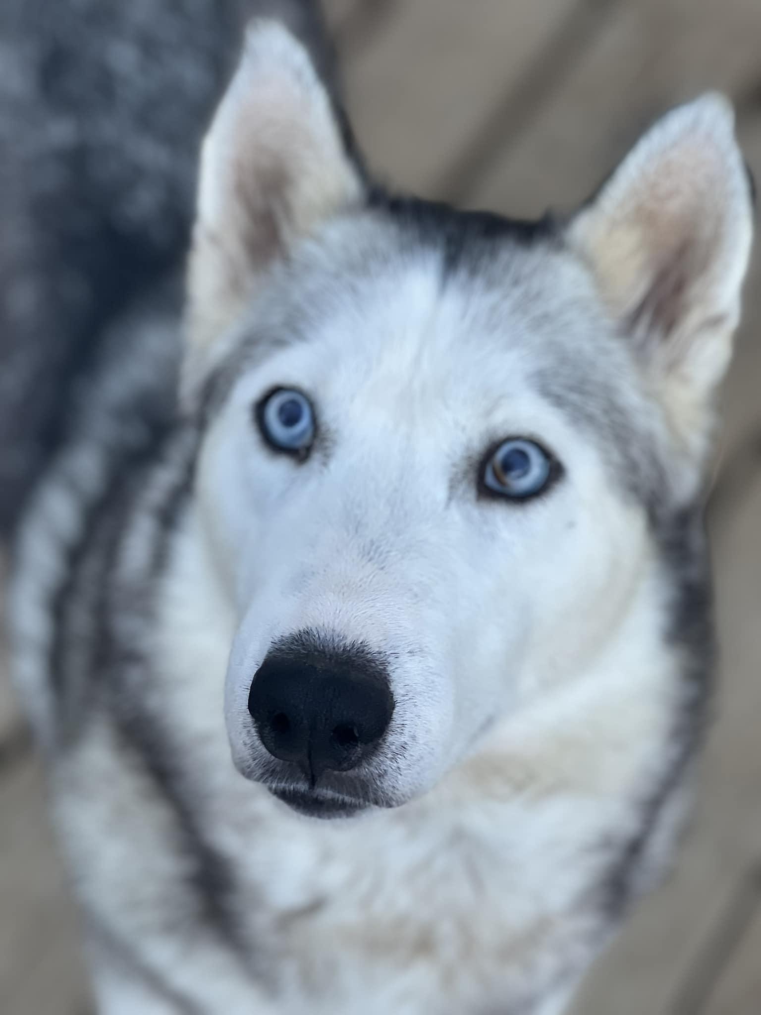 Matilda, Adoptable, Adult Female Siberian Husky.