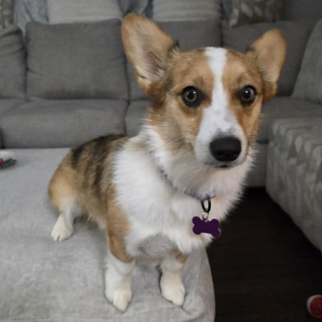 Enlarge Tilly , an adopted Corgi in Des Moines, IA image 1/1