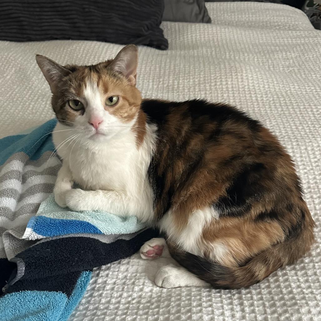 Truffle, Adoptable, Adult Female Domestic Short Hair.