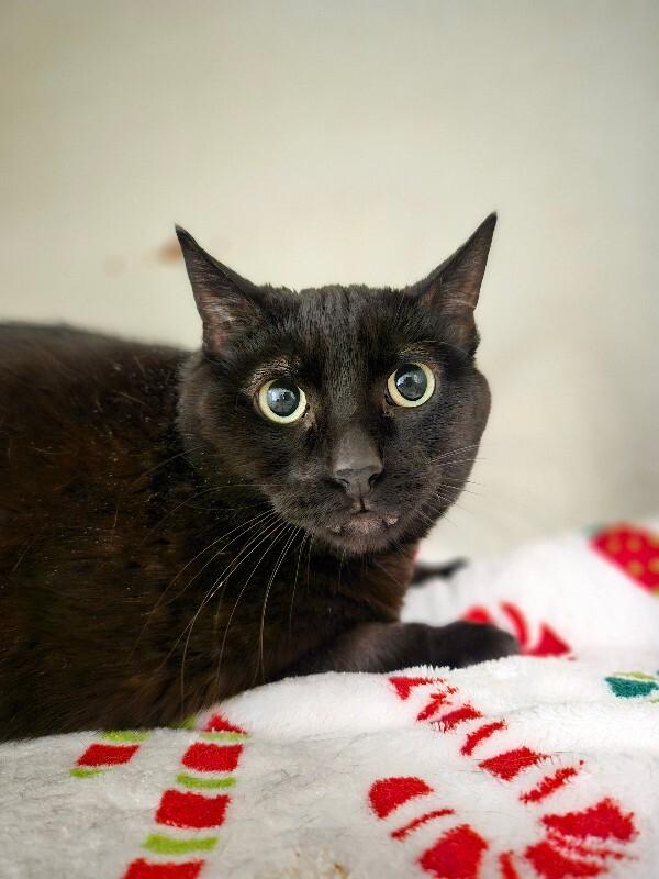 Enlarge Ruthie, a Adoptable mixed breed in Fort Collins, CO image 1/5