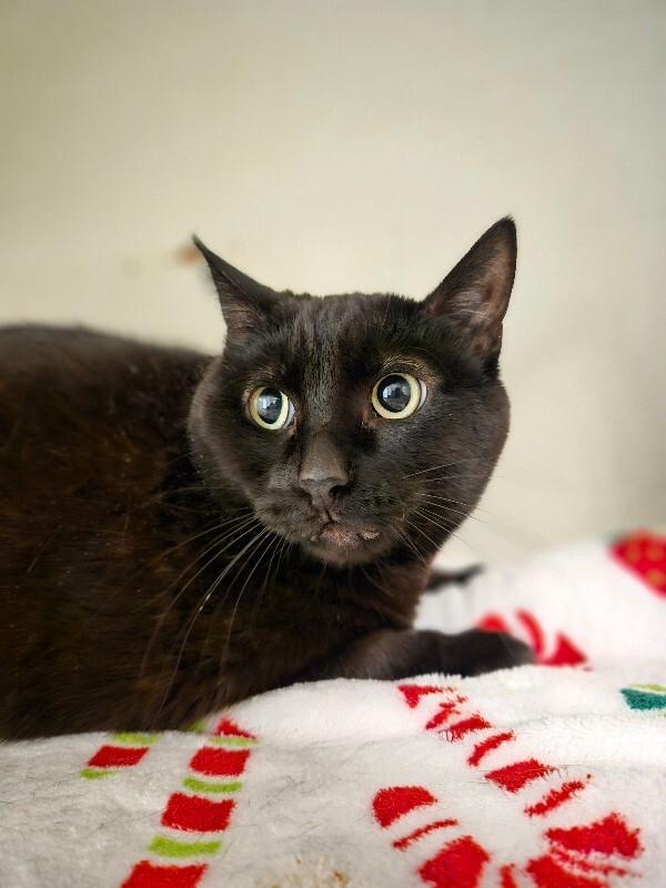 Enlarge Ruthie, a Adoptable mixed breed in Fort Collins, CO image 2/5