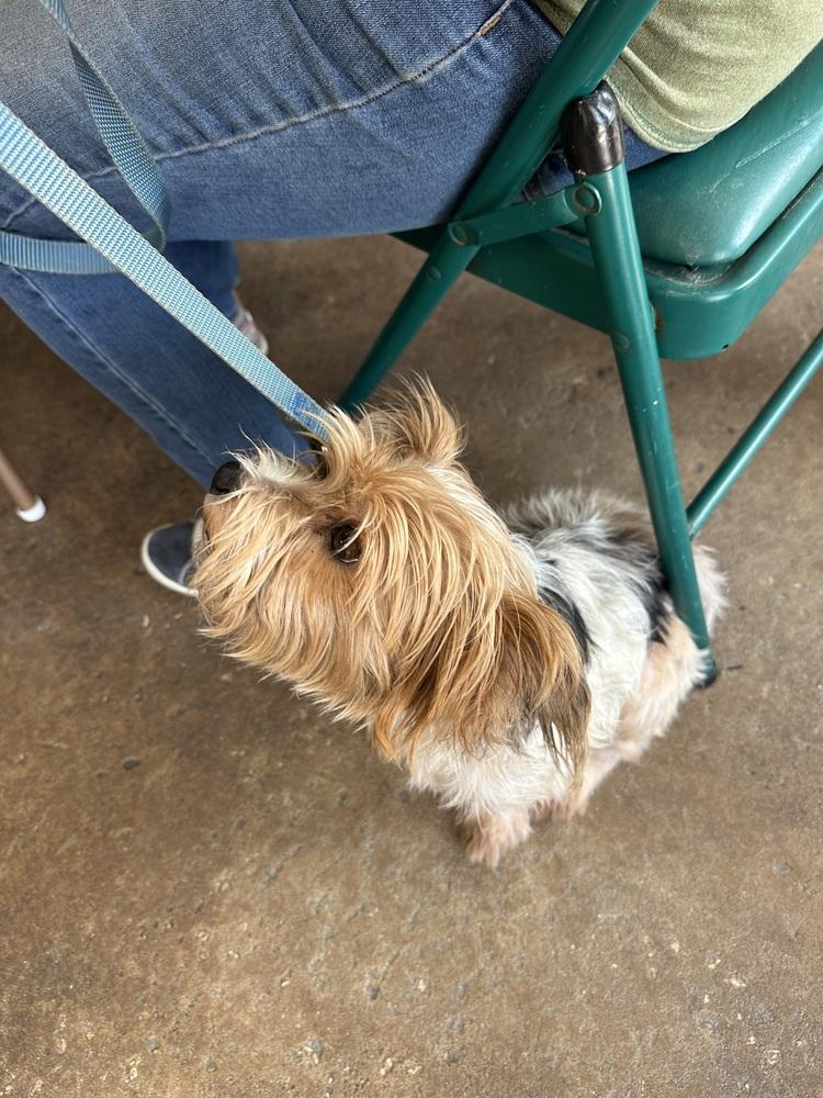Tucker, Adoptable, Adult Male Yorkshire Terrier.