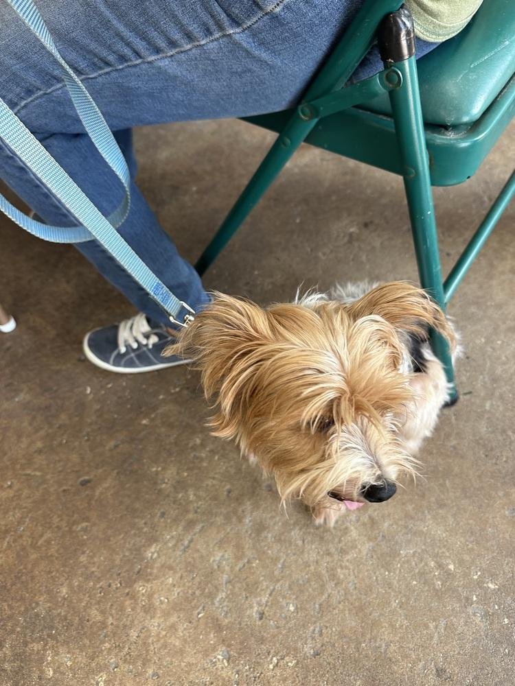 Enlarge Tucker, a Adoptable Yorkshire Terrier in Crescent City, FL image 2/5