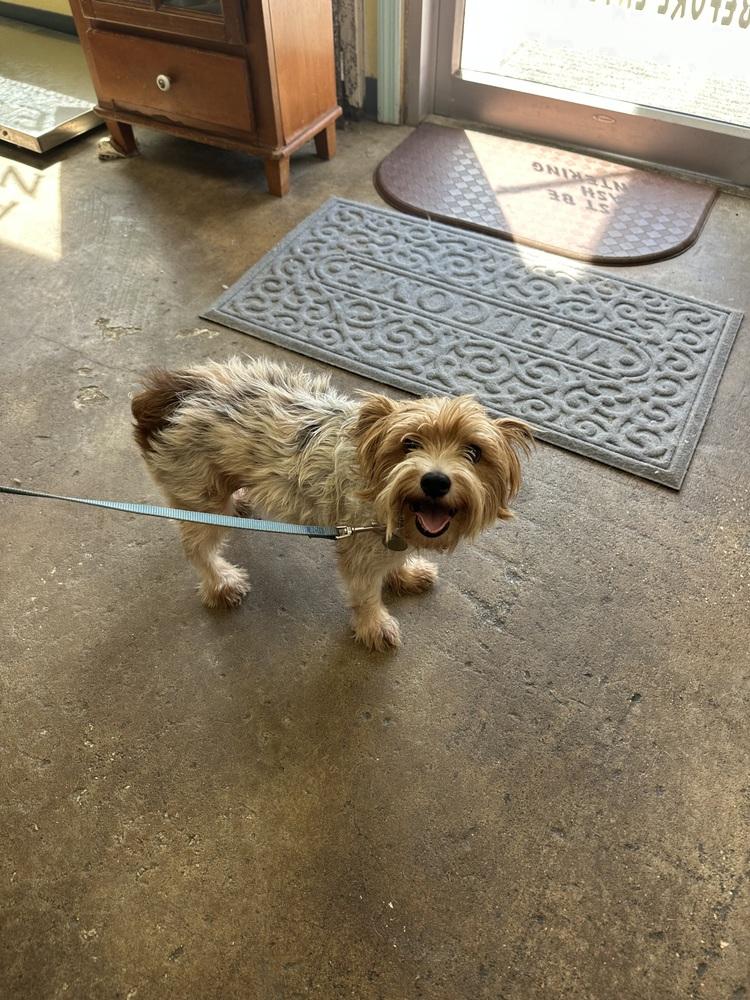 Enlarge Tucker, a Adoptable Yorkshire Terrier in Crescent City, FL image 3/5