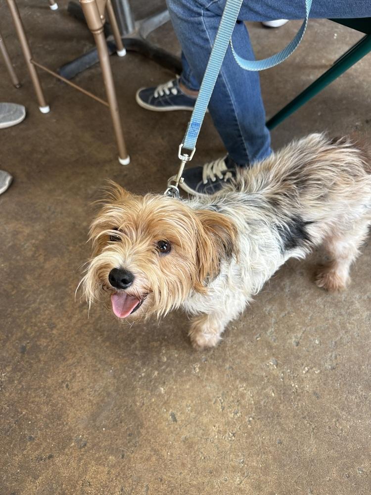 Enlarge Tucker, a Adoptable Yorkshire Terrier in Crescent City, FL image 4/5