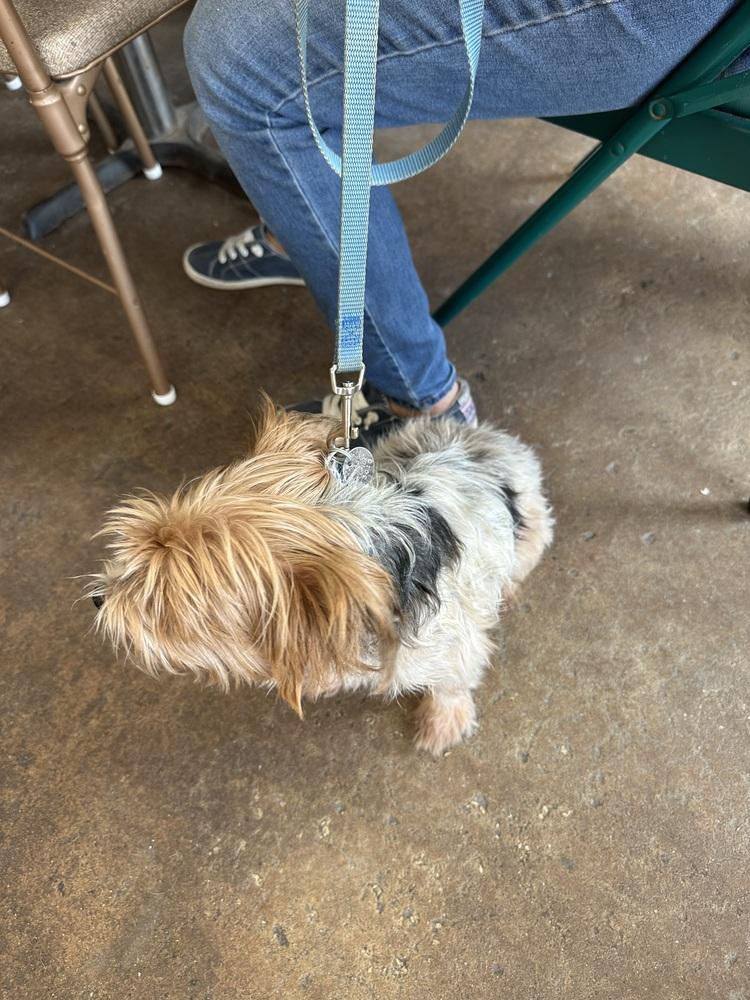 Enlarge Tucker, a Adoptable Yorkshire Terrier in Crescent City, FL image 5/5