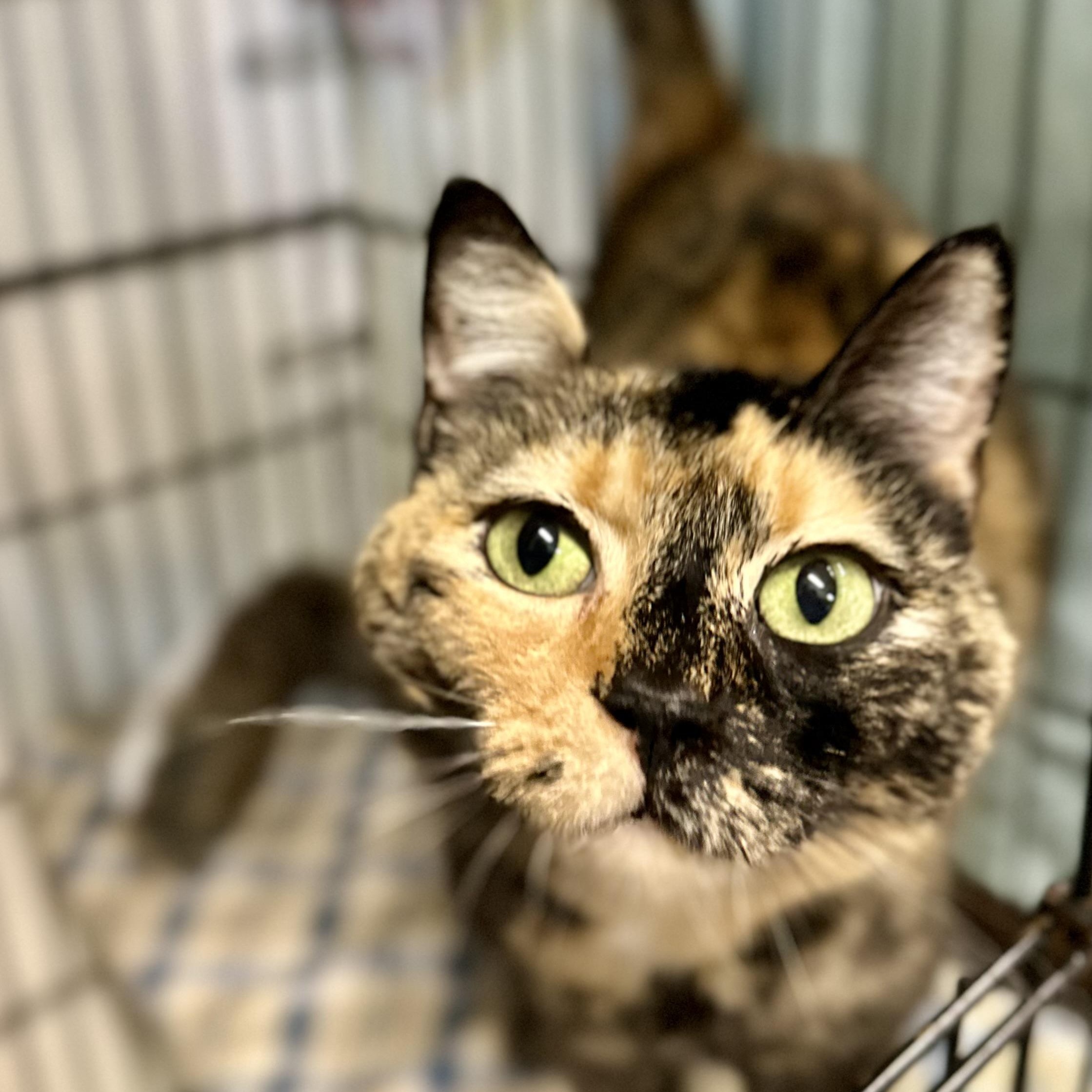 Kiki, ADOPTABLE, Adult Female Tortoiseshell.