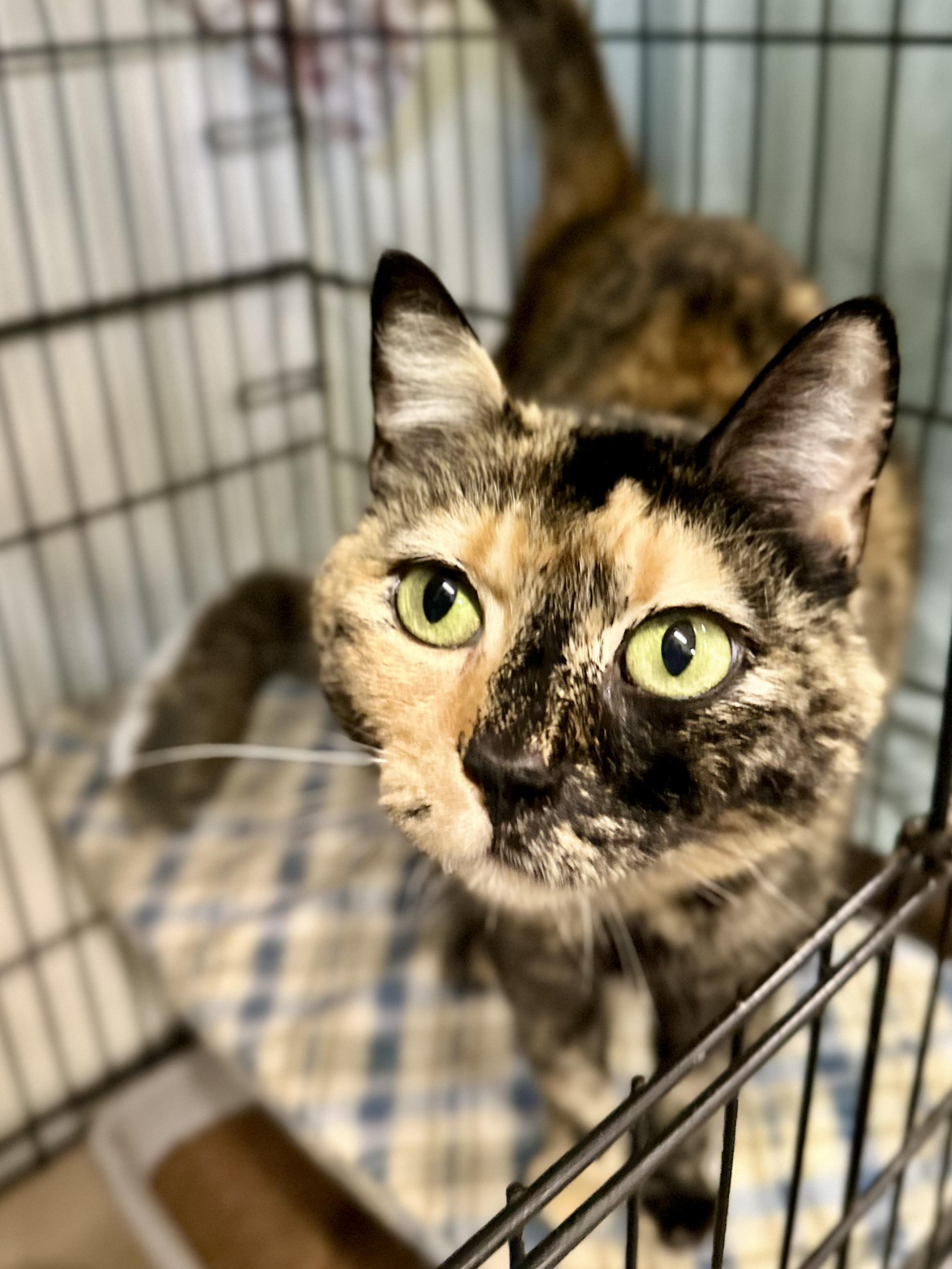 Enlarge Kiki, a ADOPTABLE Tortoiseshell in Jackson, CA image 3/3