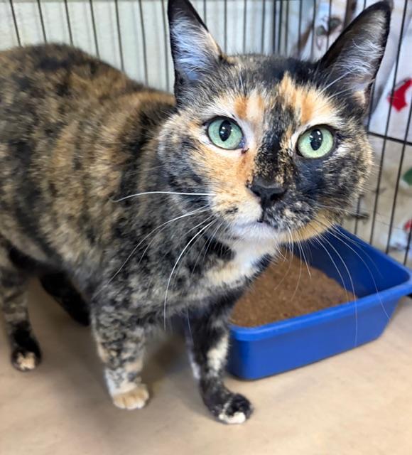 Kiki, ADOPTABLE, Adult Female Tortoiseshell.