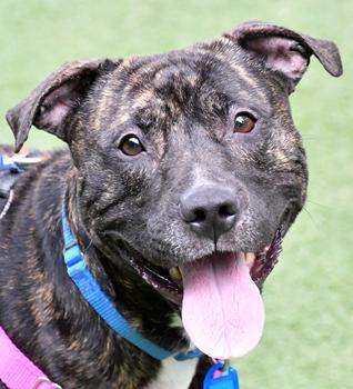 Enlarge Benji, a Adoptable mixed breed in Cleveland, OH image 1/3