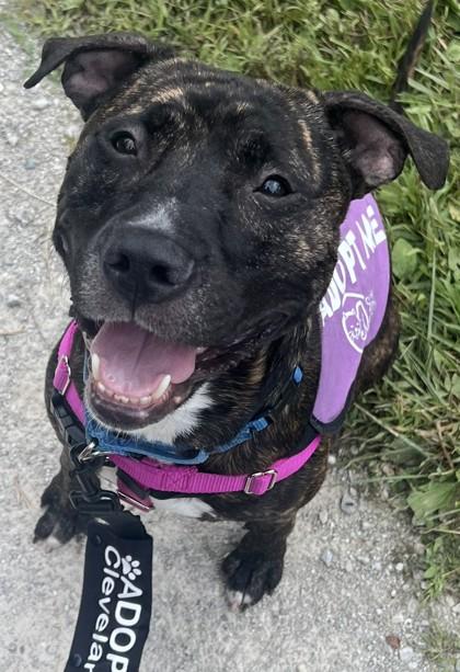 Enlarge Benji, a Adoptable mixed breed in Cleveland, OH image 2/3