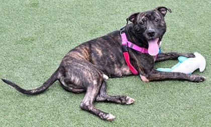 Benji — thumbnail 3