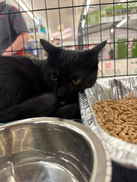 Enlarge Romeo, a Adoptable mixed breed in Russellville, KY image 1/1