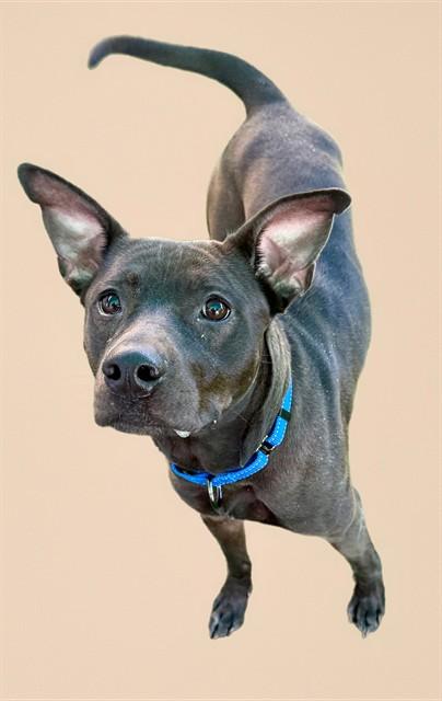 PATSY, Adoptable, Adult Female Pit Bull Terrier & Mixed Breed.