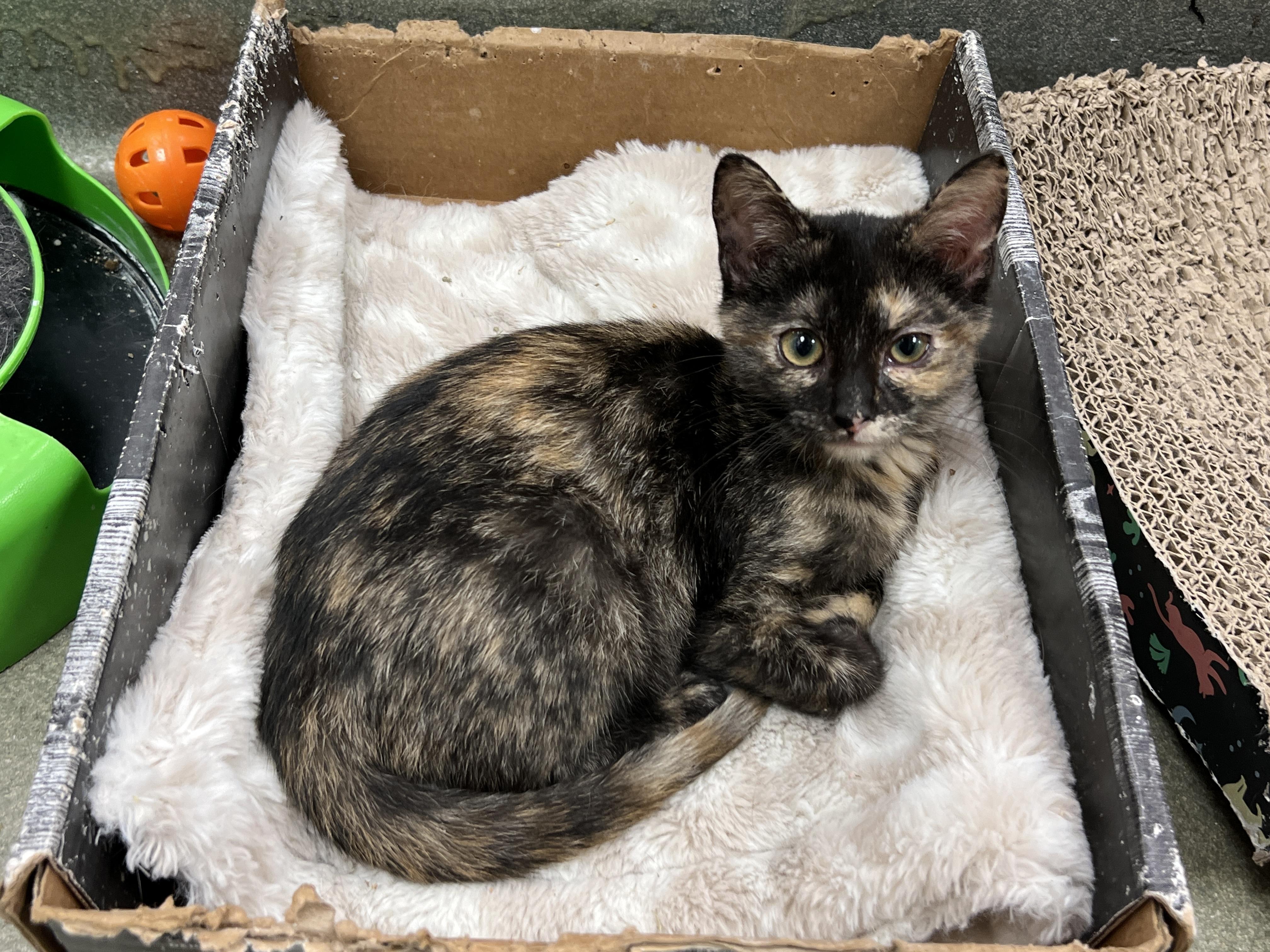 Dahlia (preadopt pending spay), ADOPTABLE, Kitten Female Tortoiseshell.
