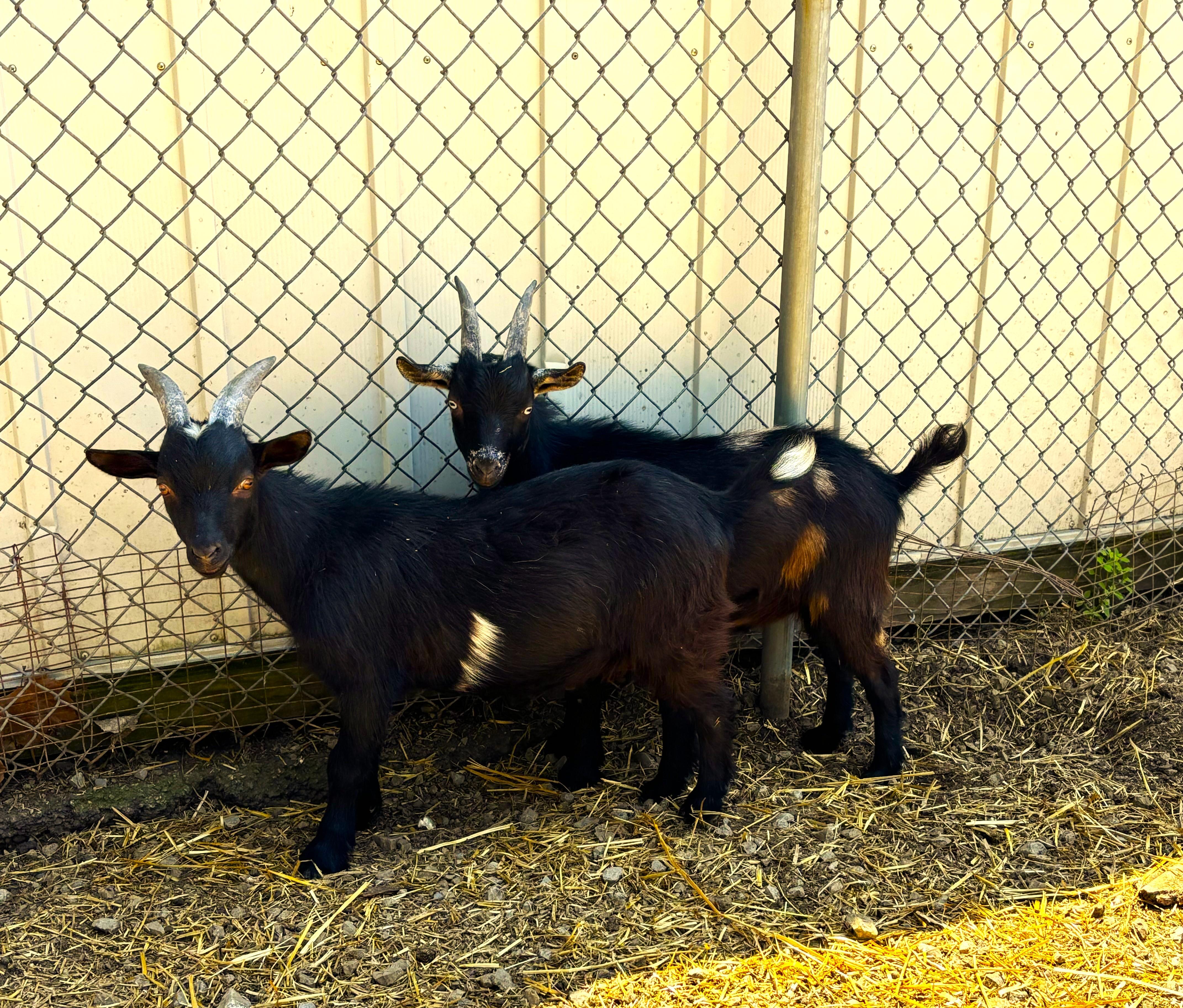 Phineas and Ferb, Young Male Goat
