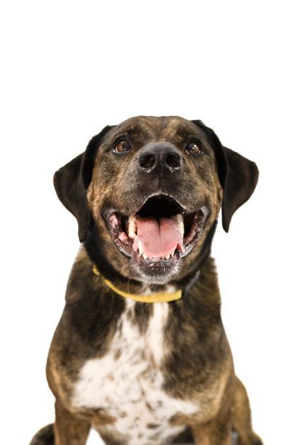 Wrangler, Adoptable, Senior Male Labrador Retriever & Mixed Breed.