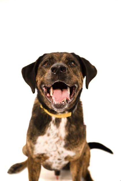 Enlarge Wrangler, a Adoptable mixed breed in North Miami Beach, FL image 2/3