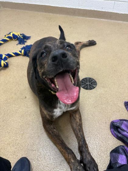 Enlarge Wrangler, a Adoptable mixed breed in North Miami Beach, FL image 3/3
