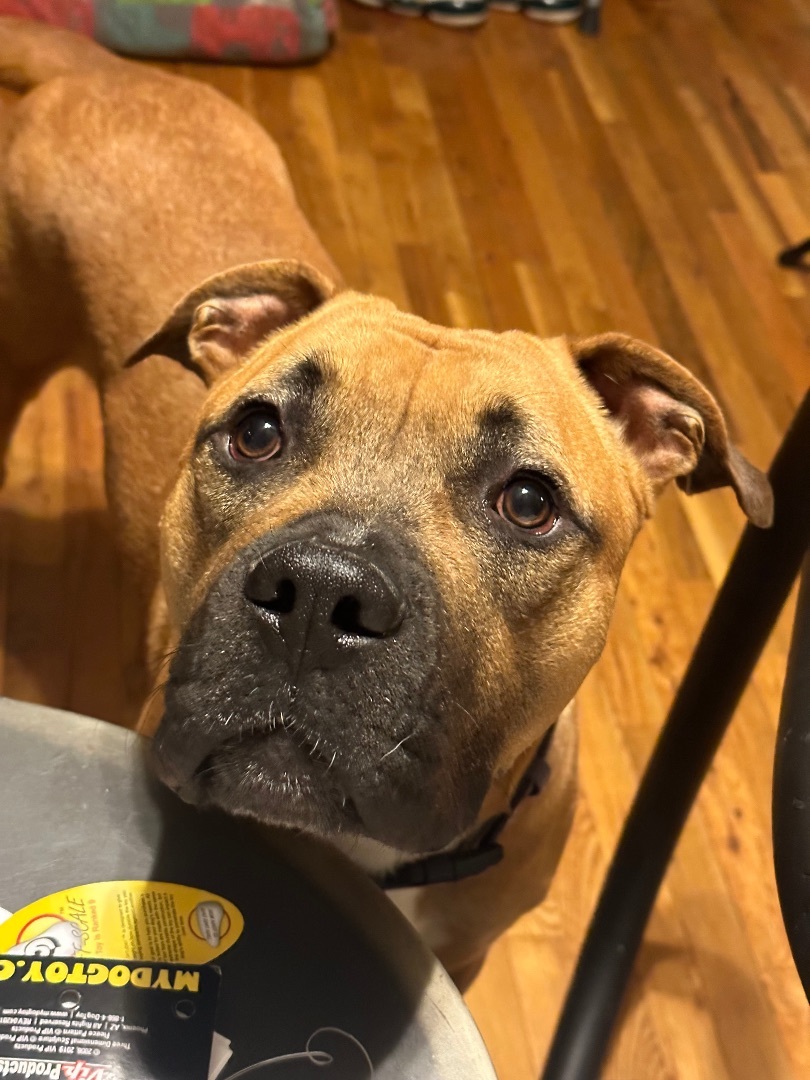 Bruno, Adopted, Young Male Pit Bull Terrier & Mixed Breed.