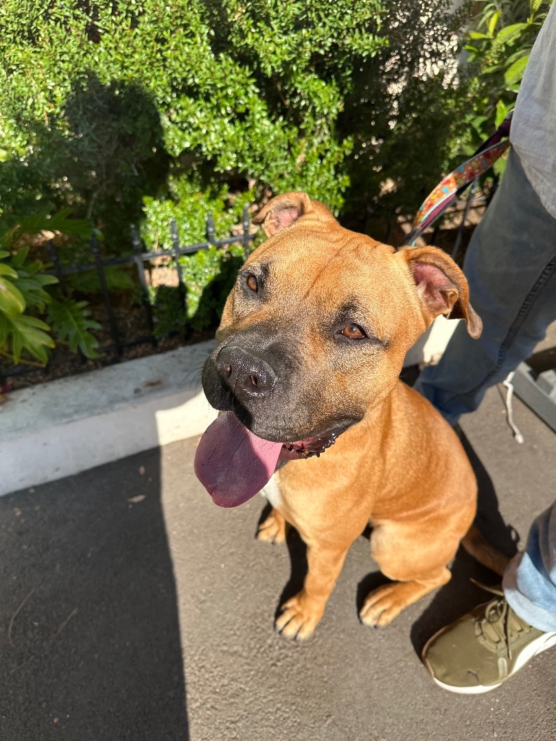 Enlarge Bruno, a Adopted mixed breed in Los Angeles, CA image 2/3